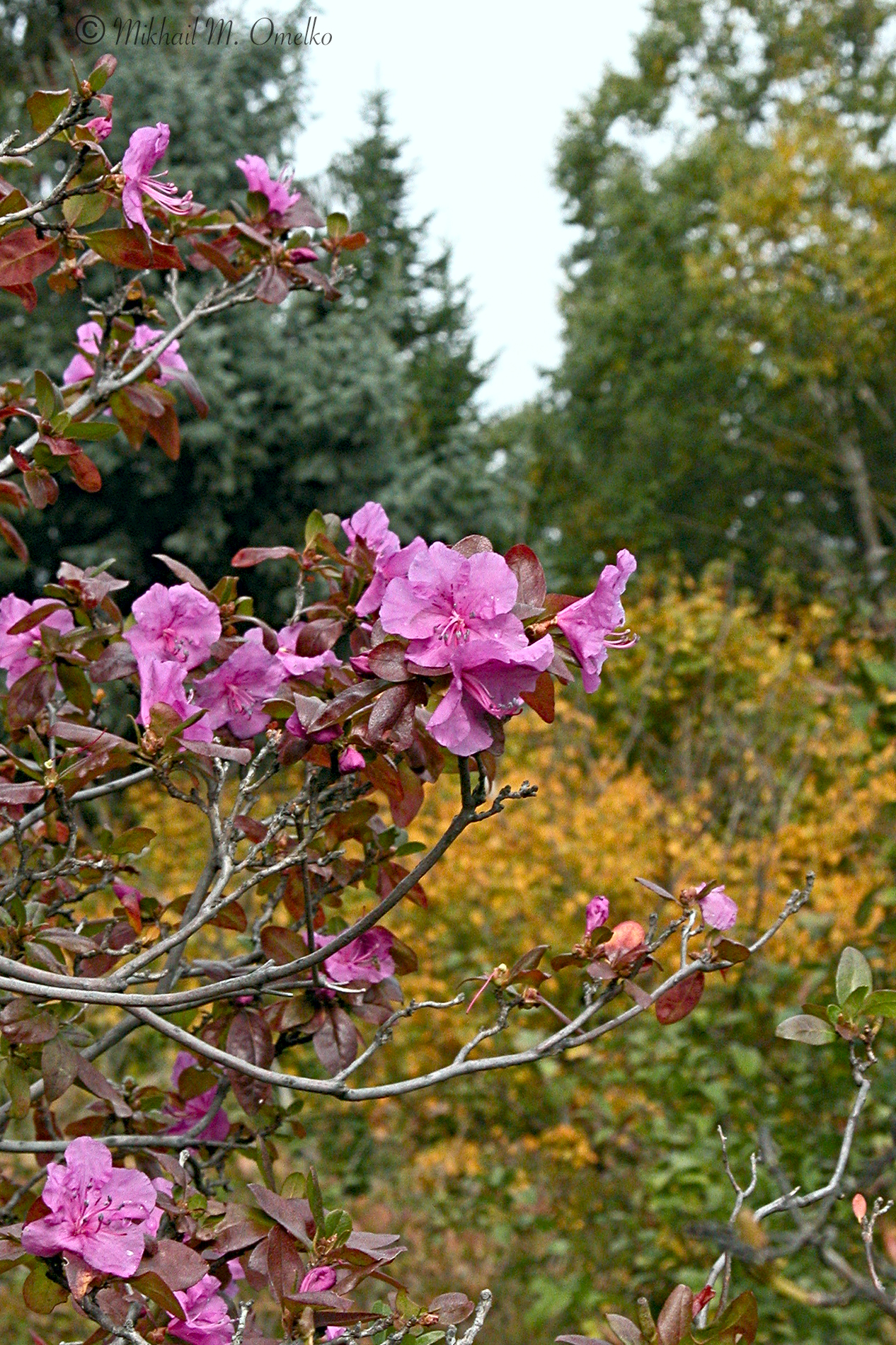 Рододендрон Цветущий осенью
